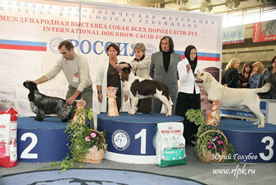 лабрадор ретривер Чарминг Беар Амур -Лучший Лабрадор России 2009 года